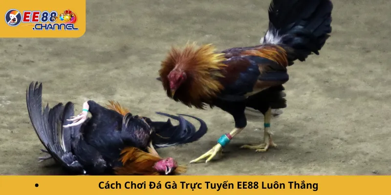 Cách Chơi Đá Gà Trực Tuyến EE88 Luôn Thắng