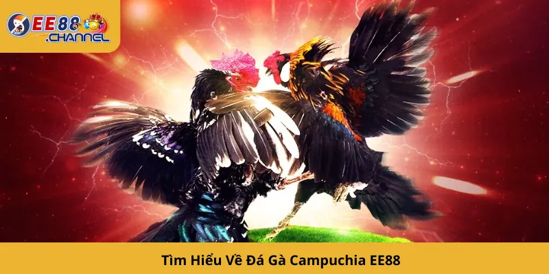 Tìm Hiểu Về Đá Gà Campuchia EE88